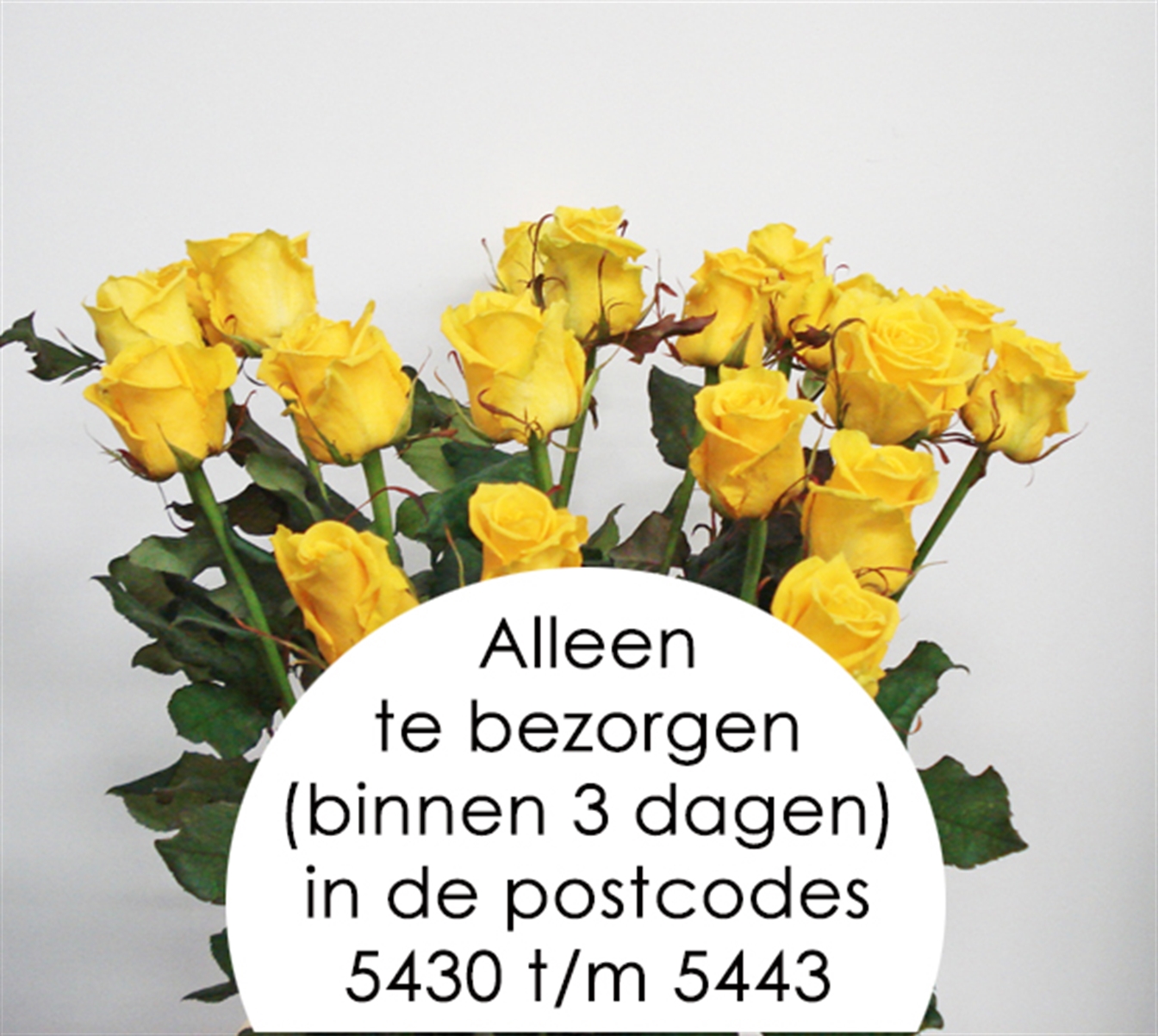 Losse Roos 'Good Times!' Lengte 50cm